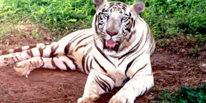 wildlife-tour-odisha